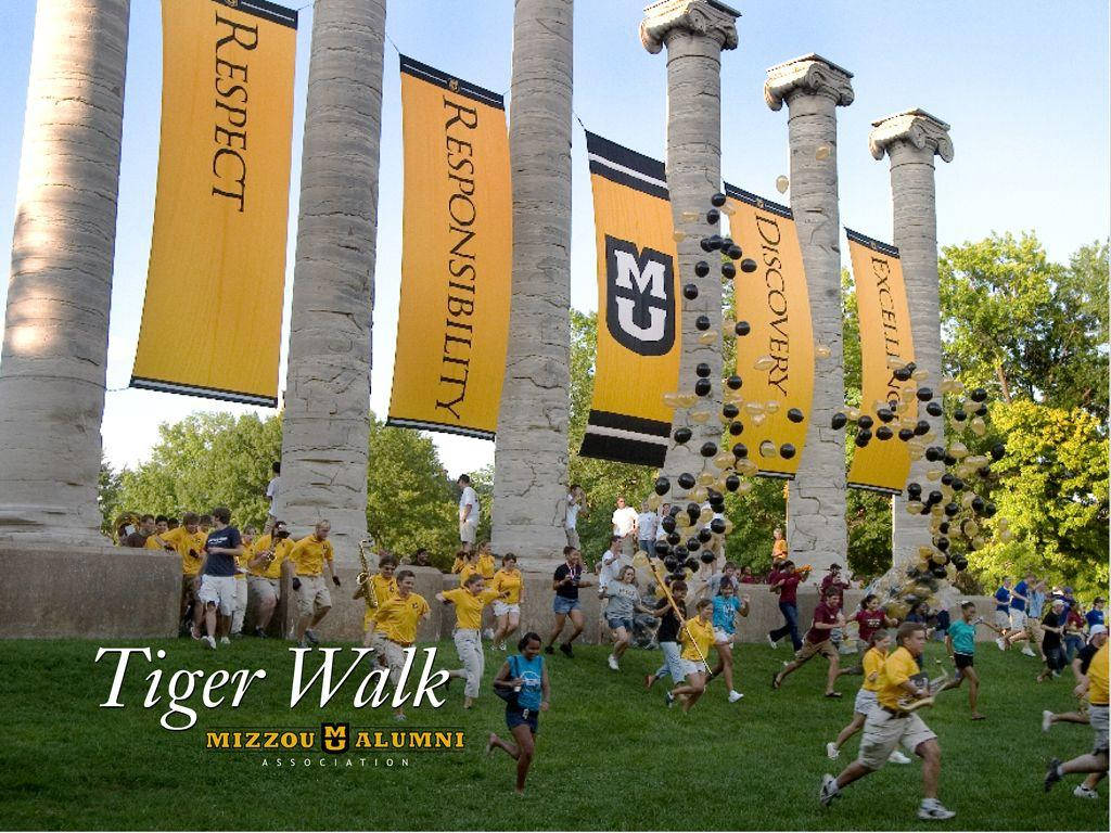 Annual Tiger Walk University Of Missouri Official Entry