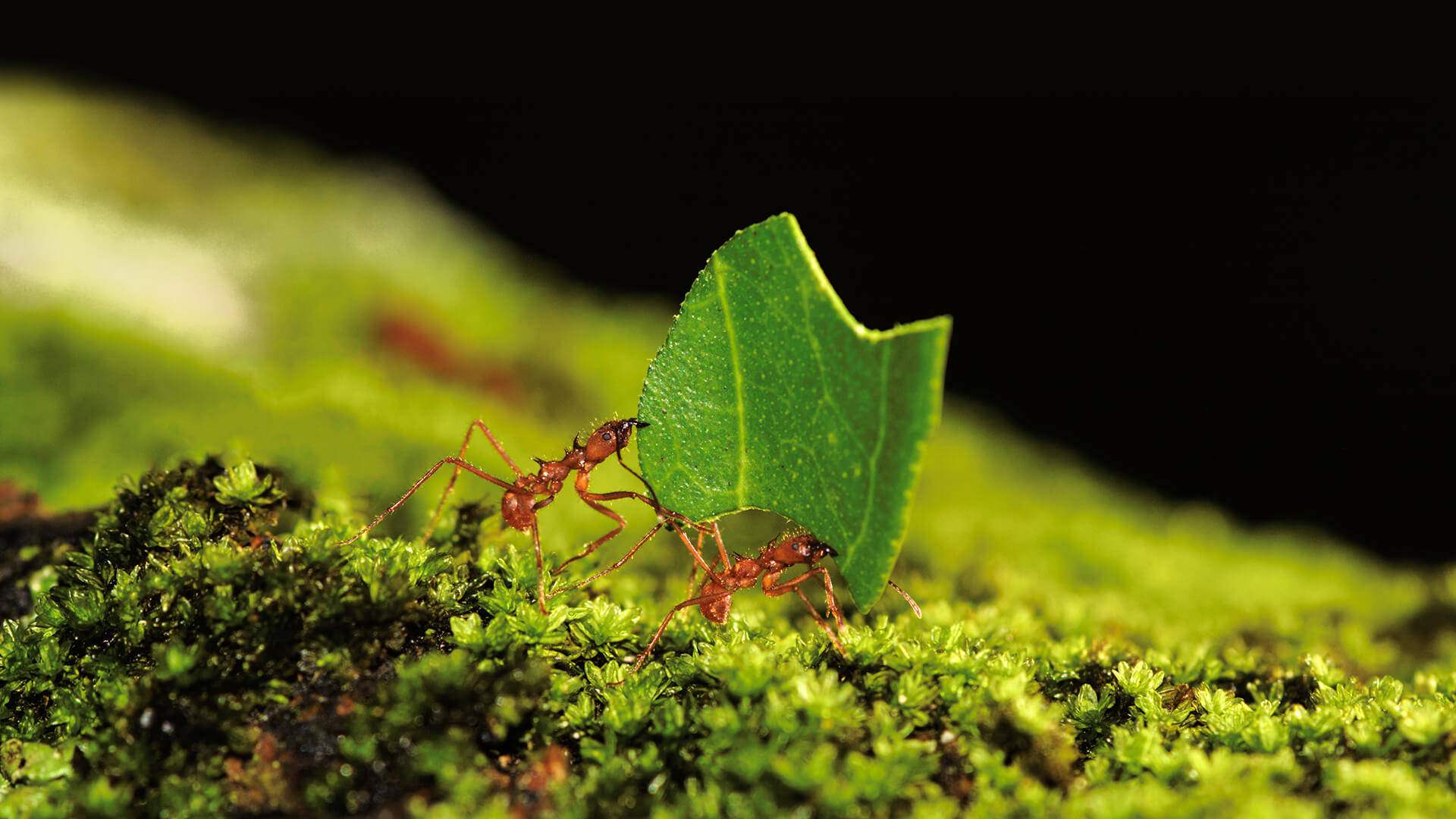 Ant Carrying Leaf Background