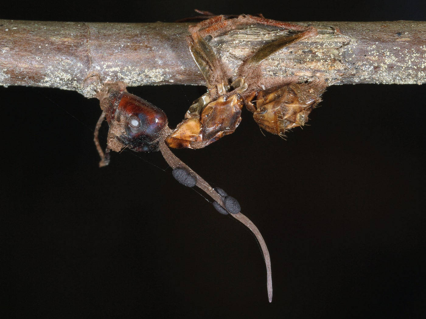 Ant Crawling Background