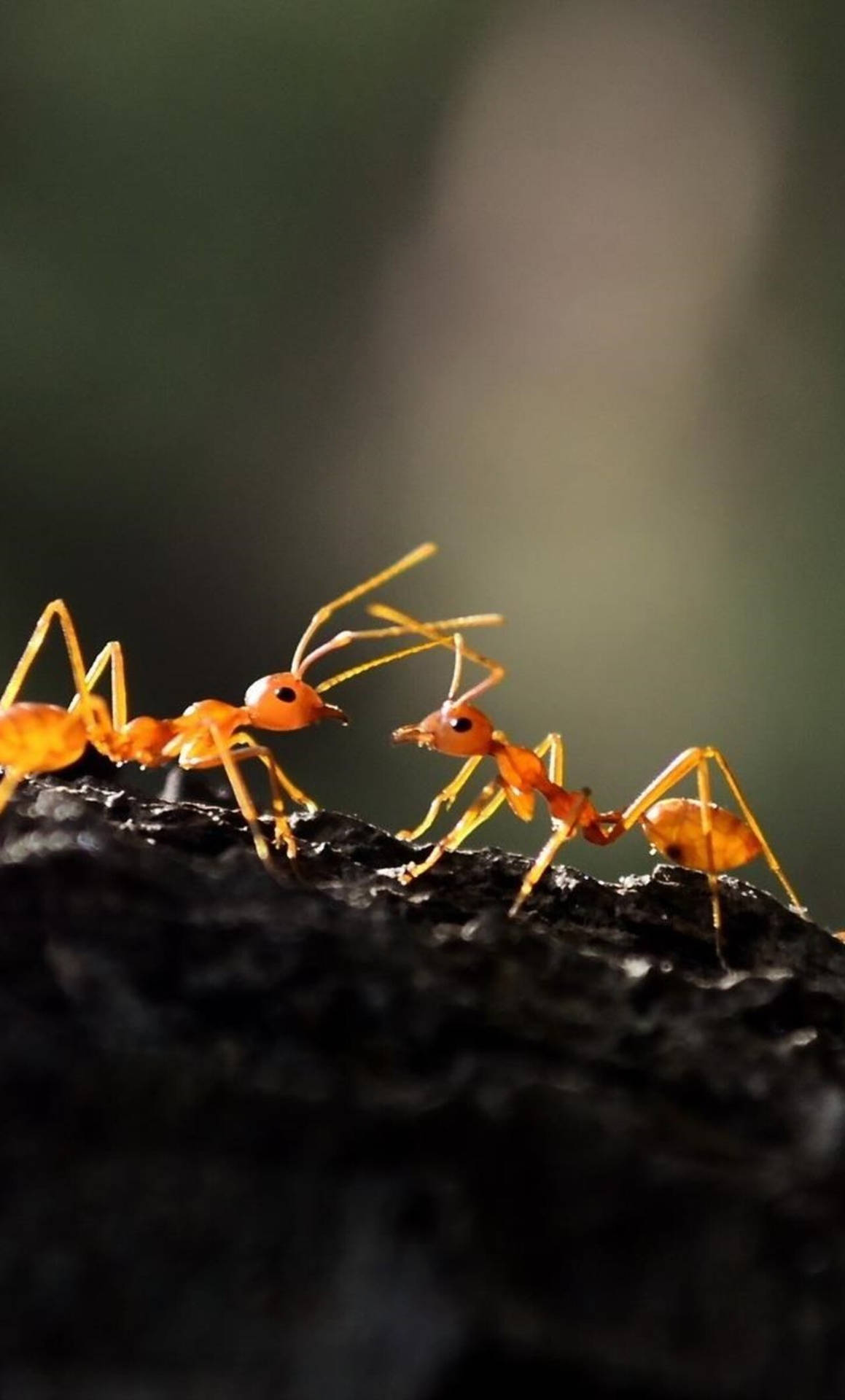 Ant Fighting Background