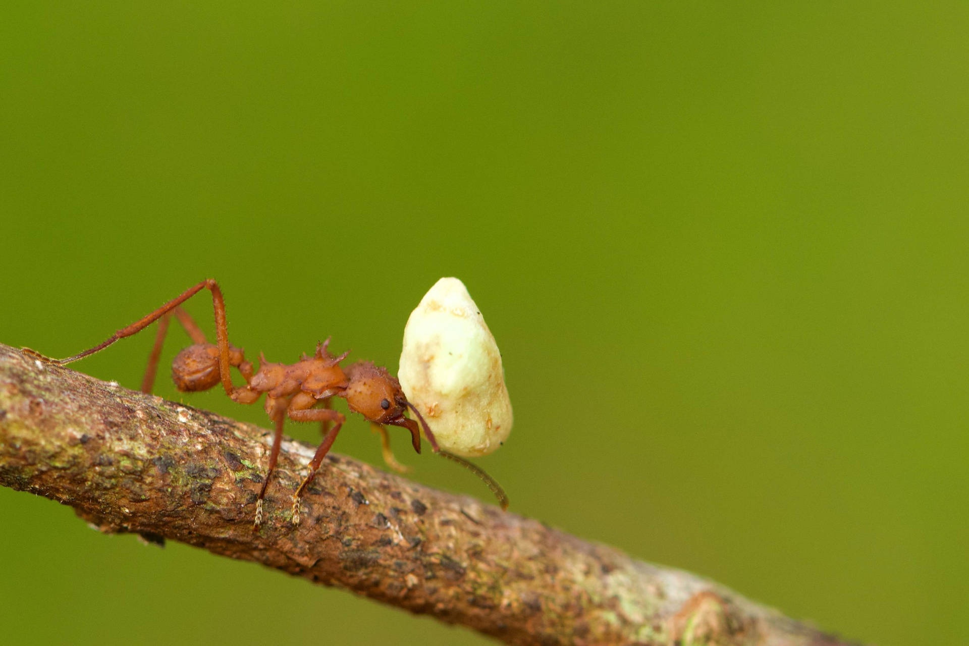 Ant Food Background