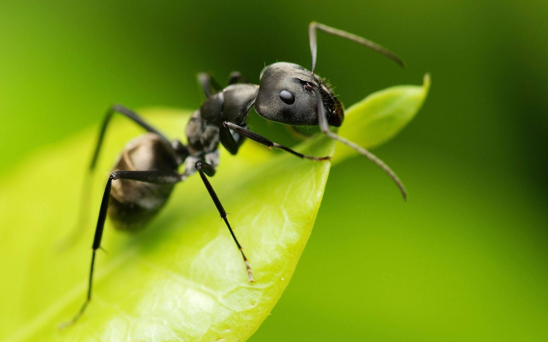 Ant Green Leaf Background