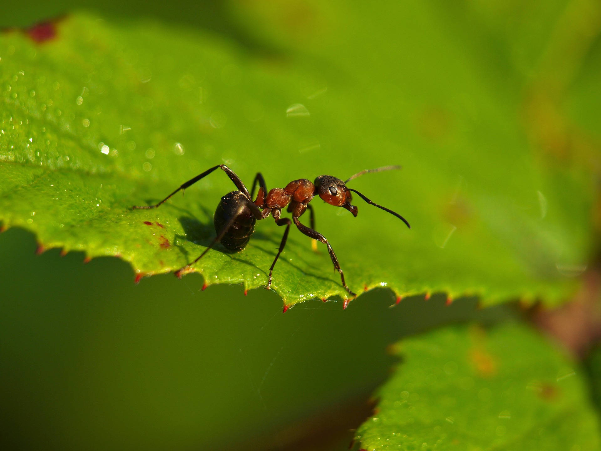 Ant On Leaf Background