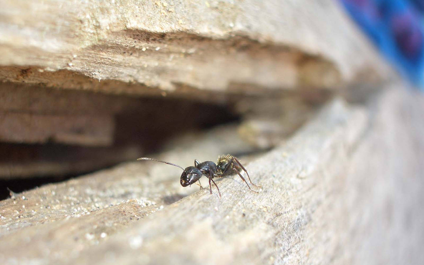 Ant On Wood Background