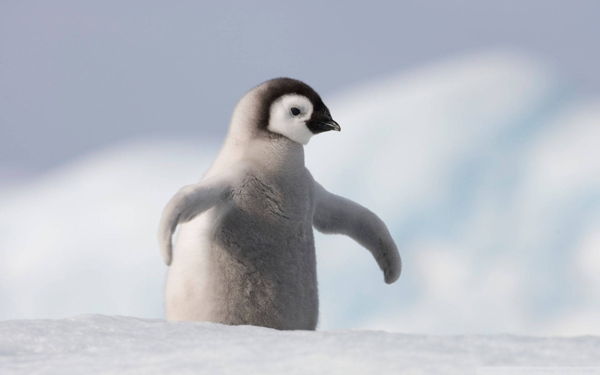 Antarctica Baby Penguin Background