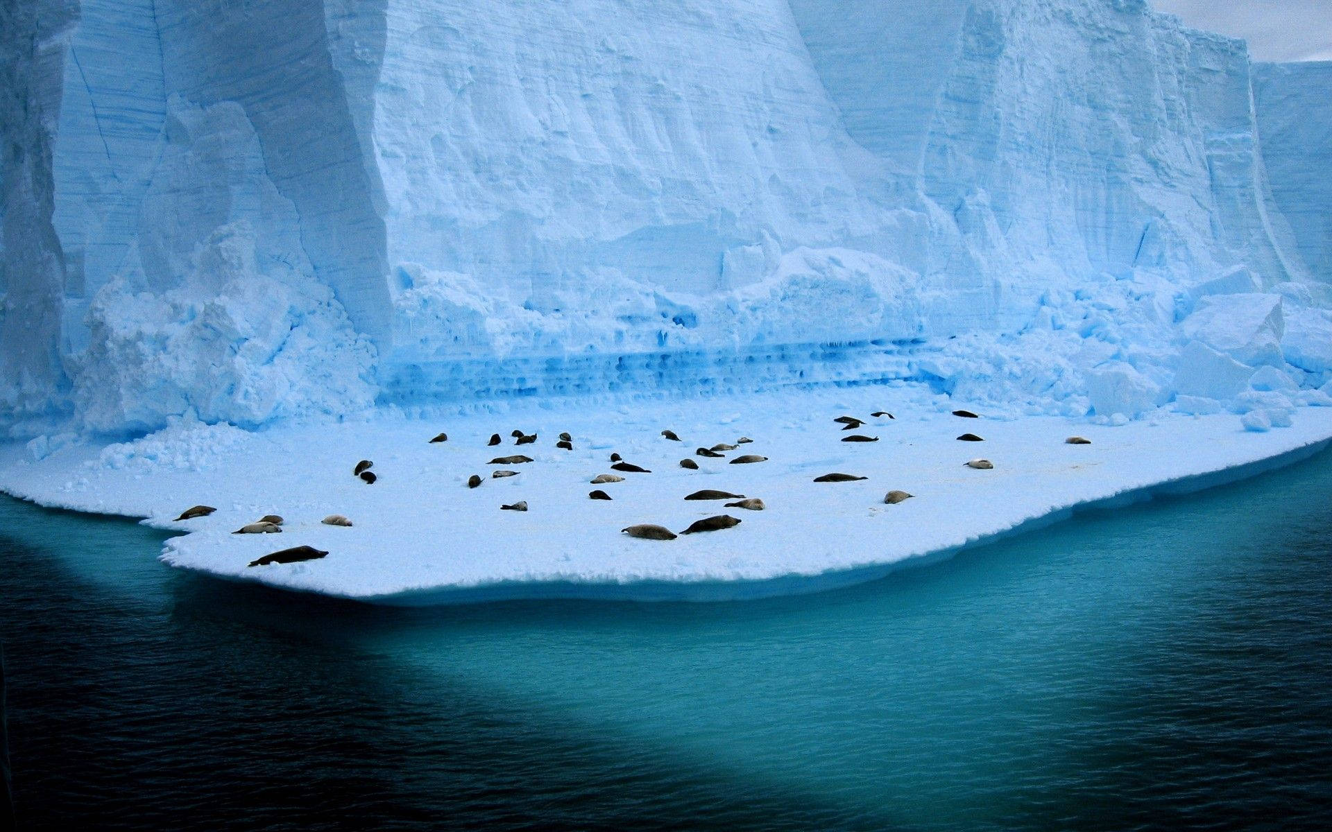 Antarctica Group Of Seals Background