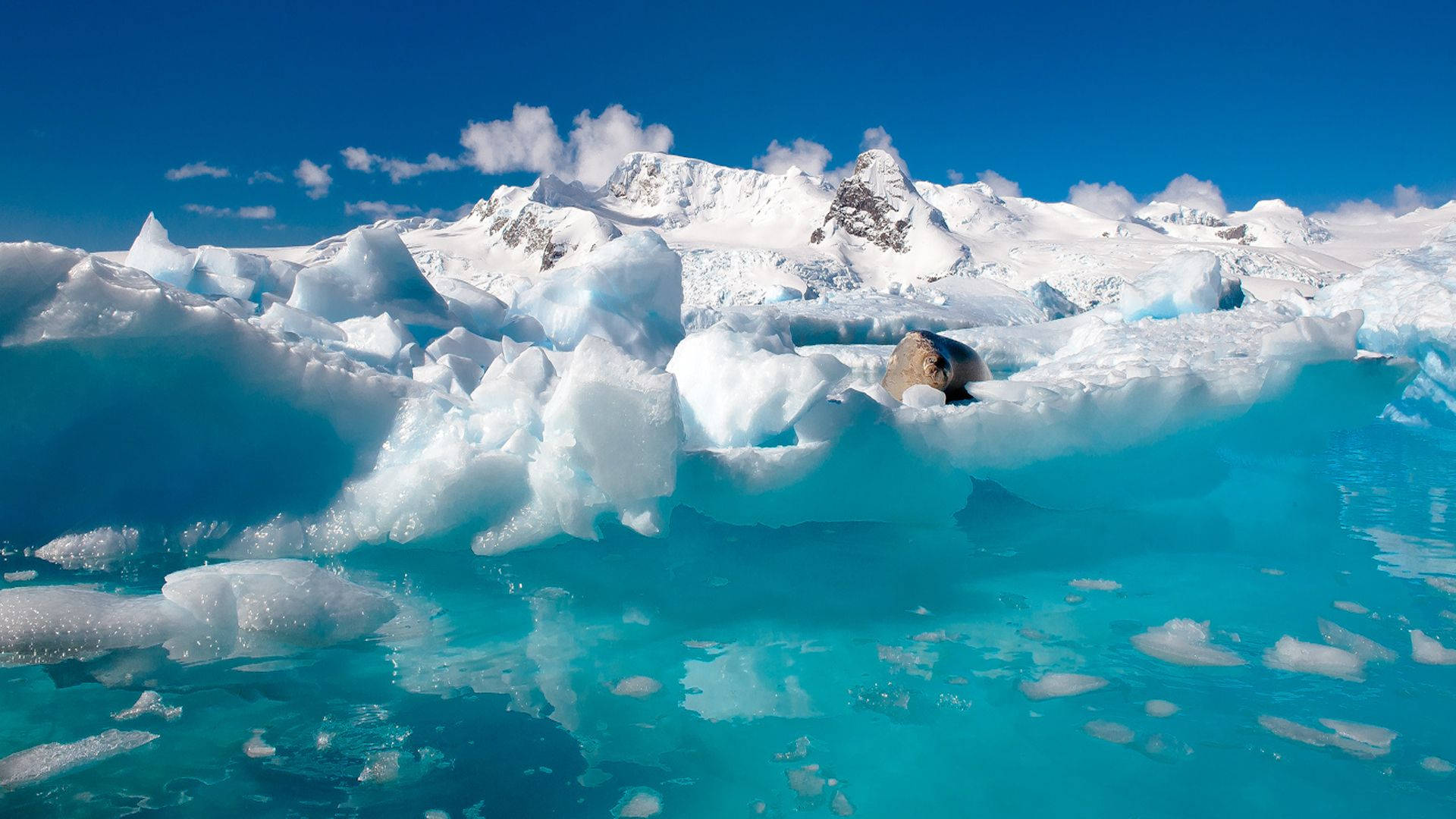 Antarctica Melting Ice Caps Background
