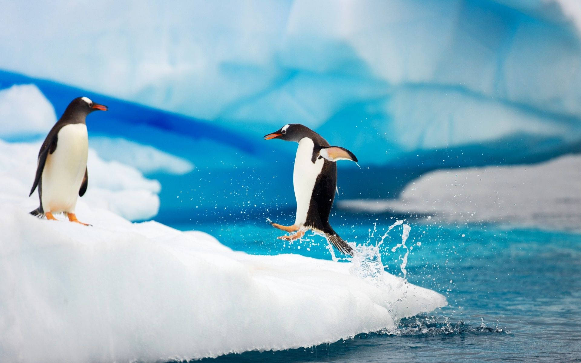 Antarctica Penguin Out Of Water Background