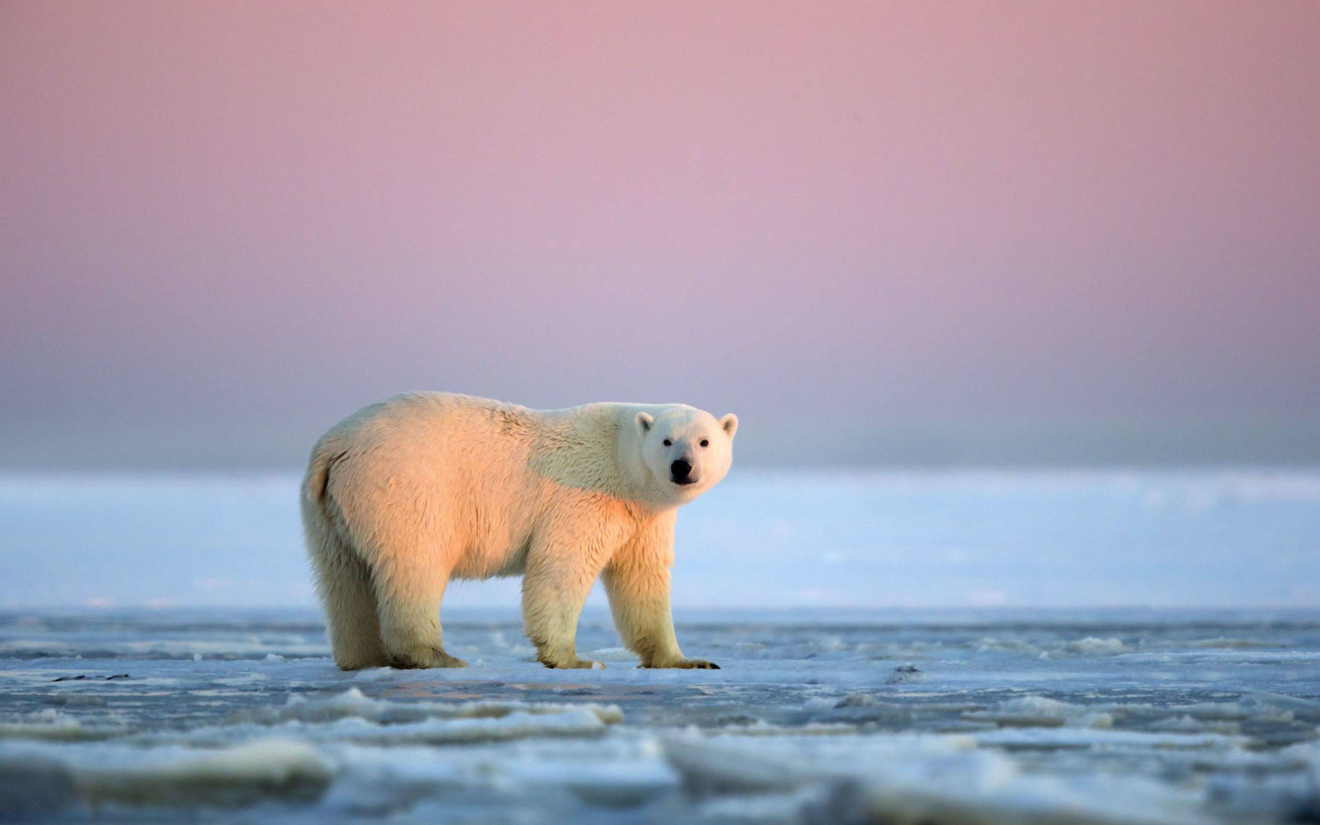 Antarctica Polar Bear Photograph Background