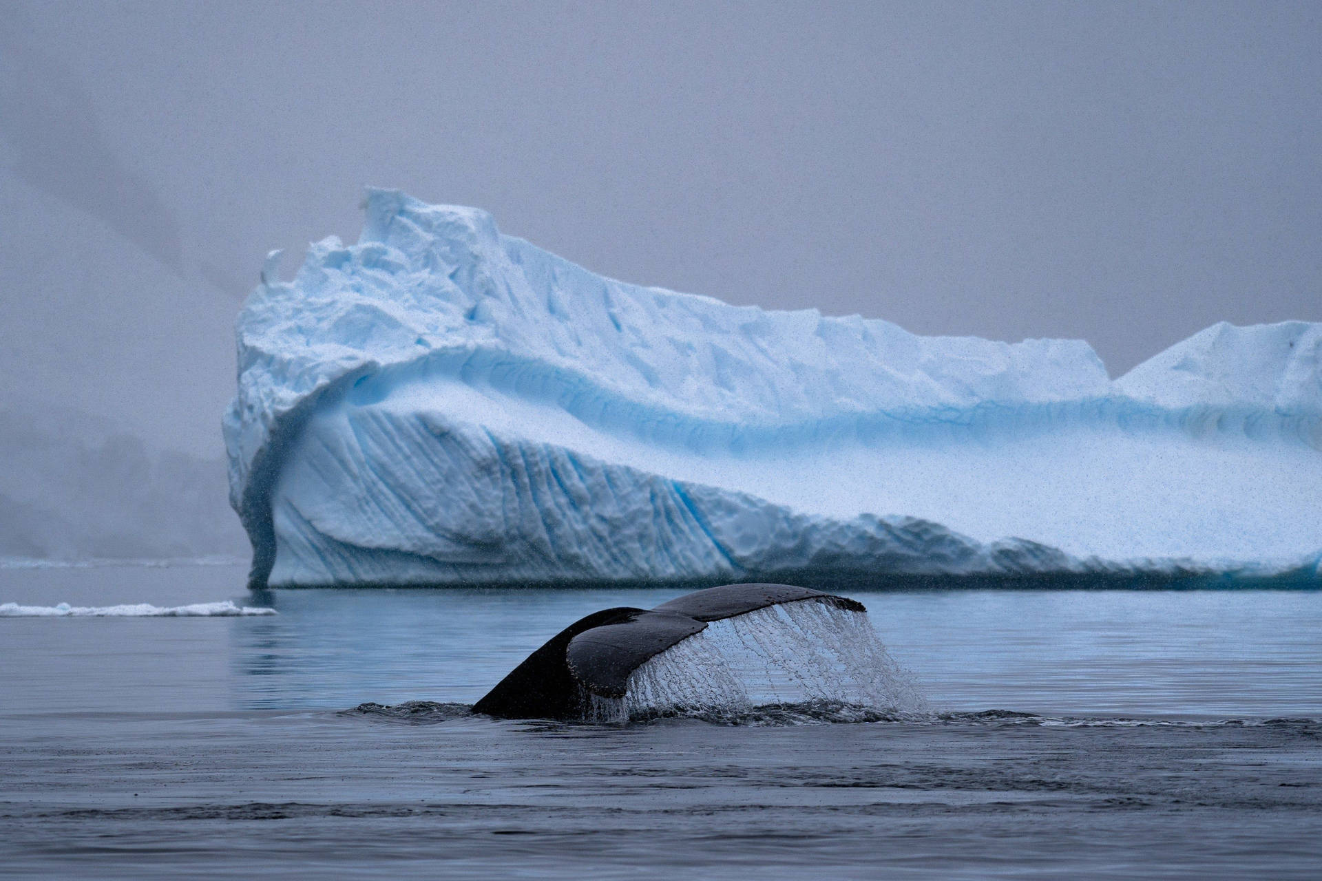 Antarctica Whale's Tail Breaching Water Background