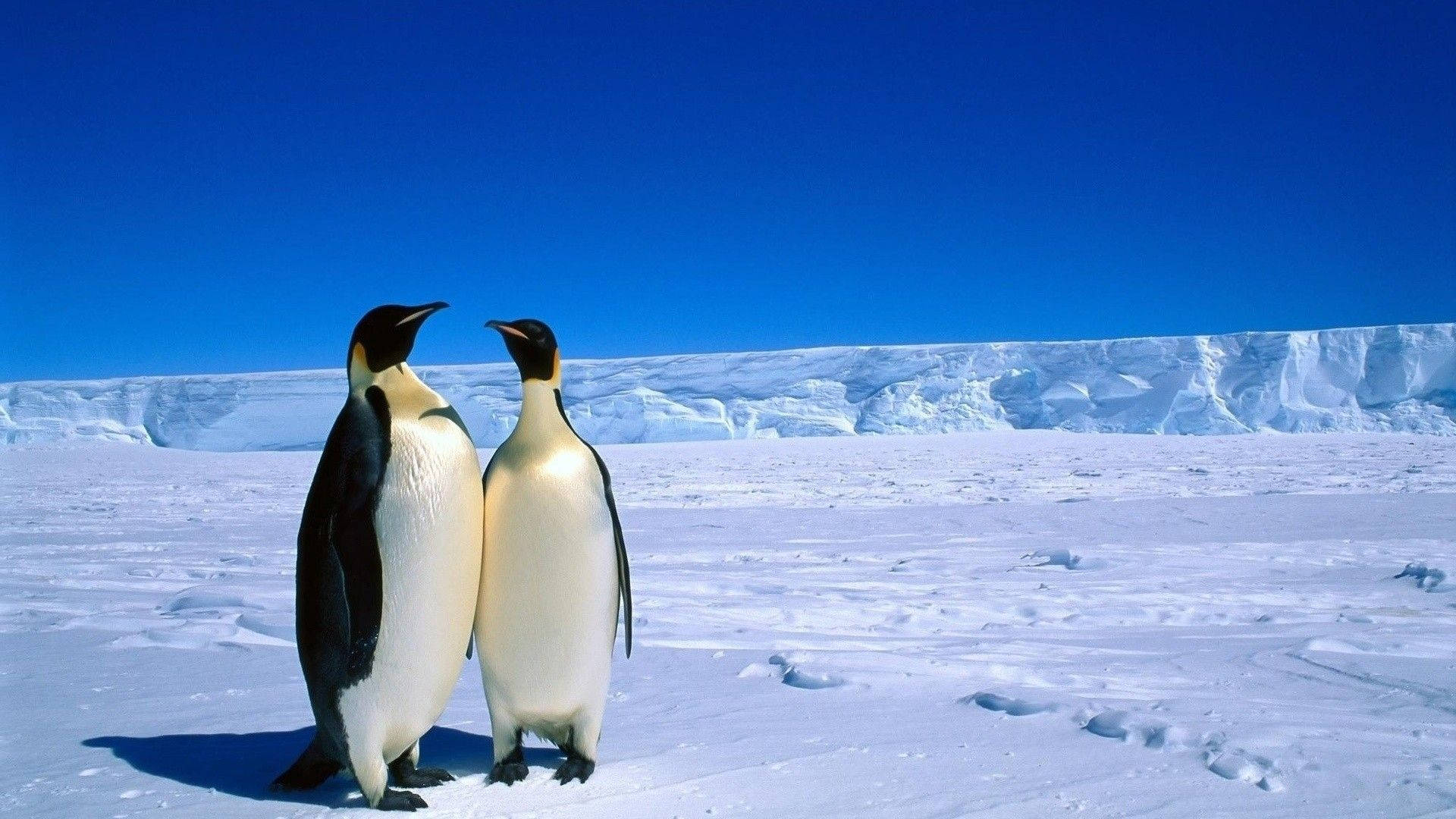 Antarctica With Two Emperor Penguins Background