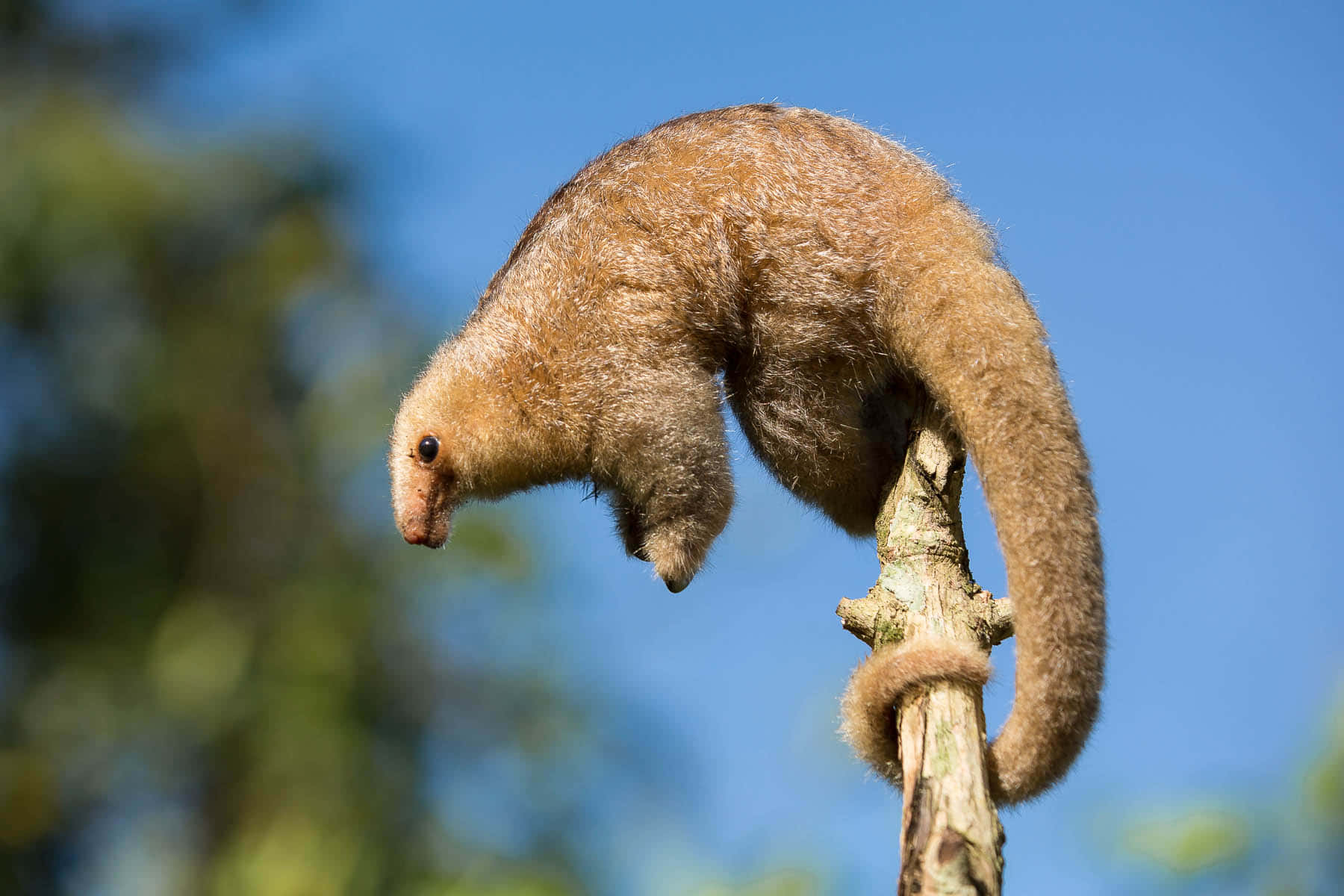 Anteater Balancingon Branch