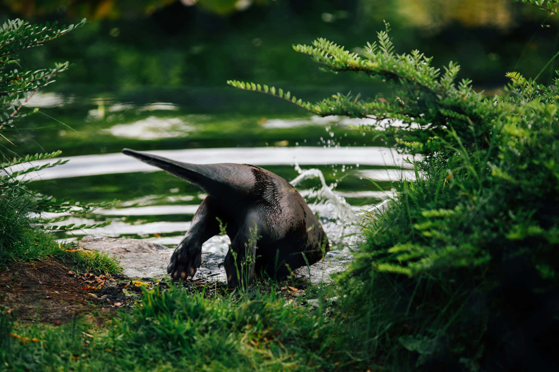 Anteater Drinking Water Nature Scene.jpg