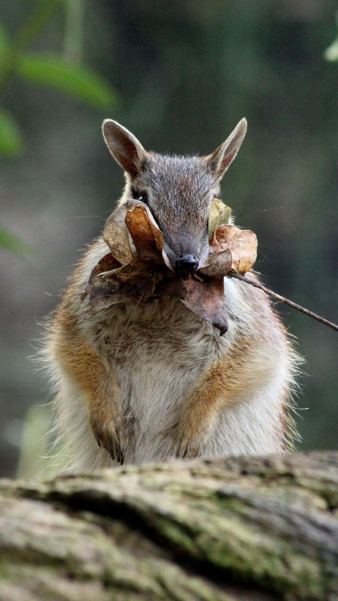 Anteater_ Holding_ Leaves.jpg