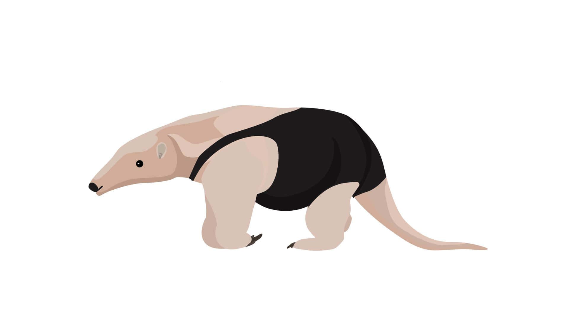 Anteater Illustration Background