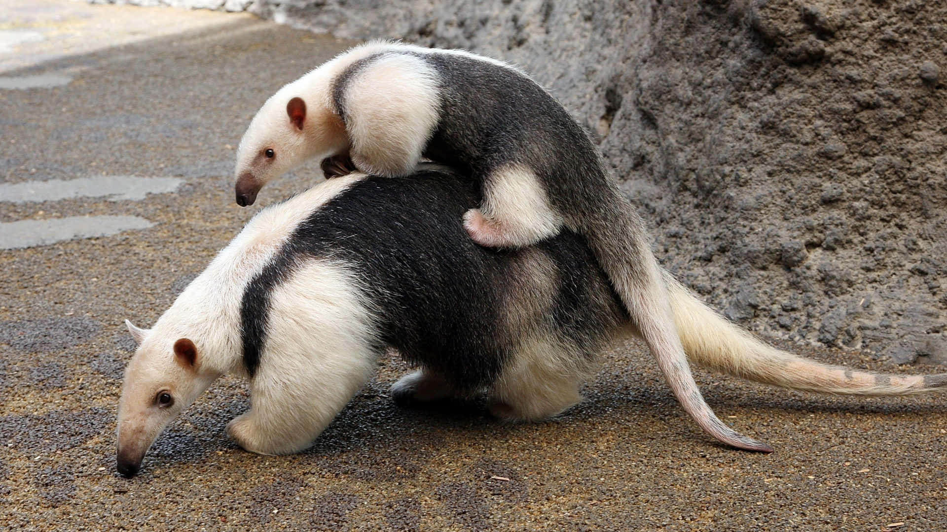 Anteater Mother Carrying Baby Background