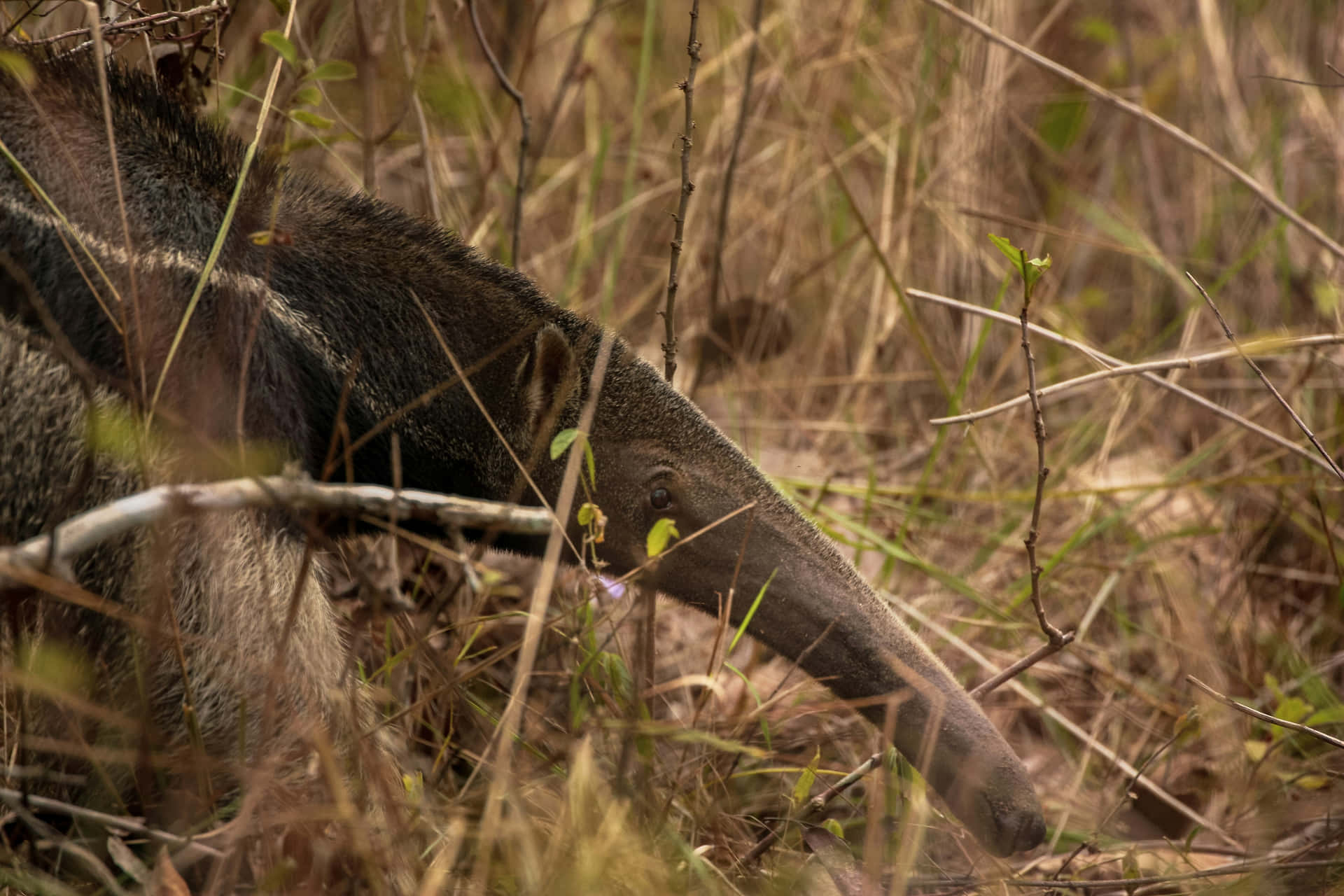 Anteaterin Natural Habitat Background