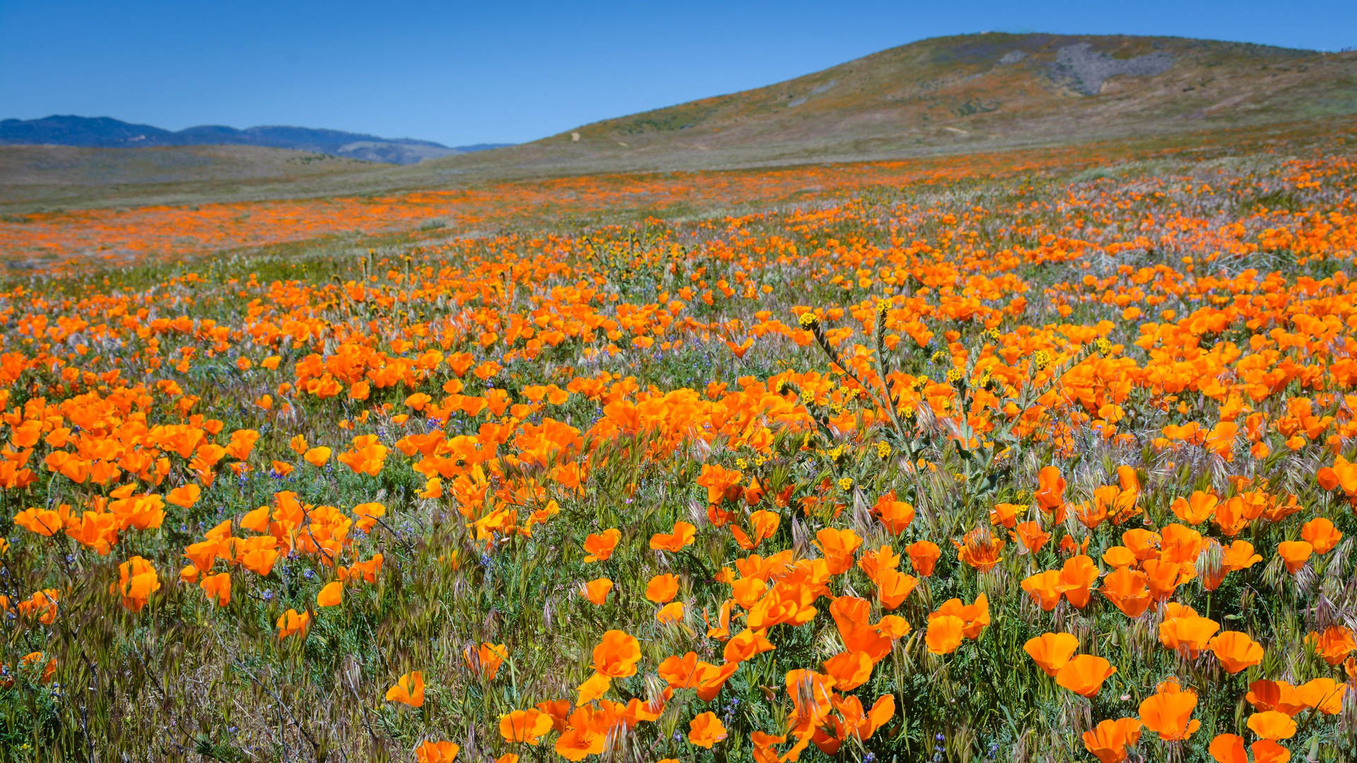 Antelope Valley Poppy Field Background