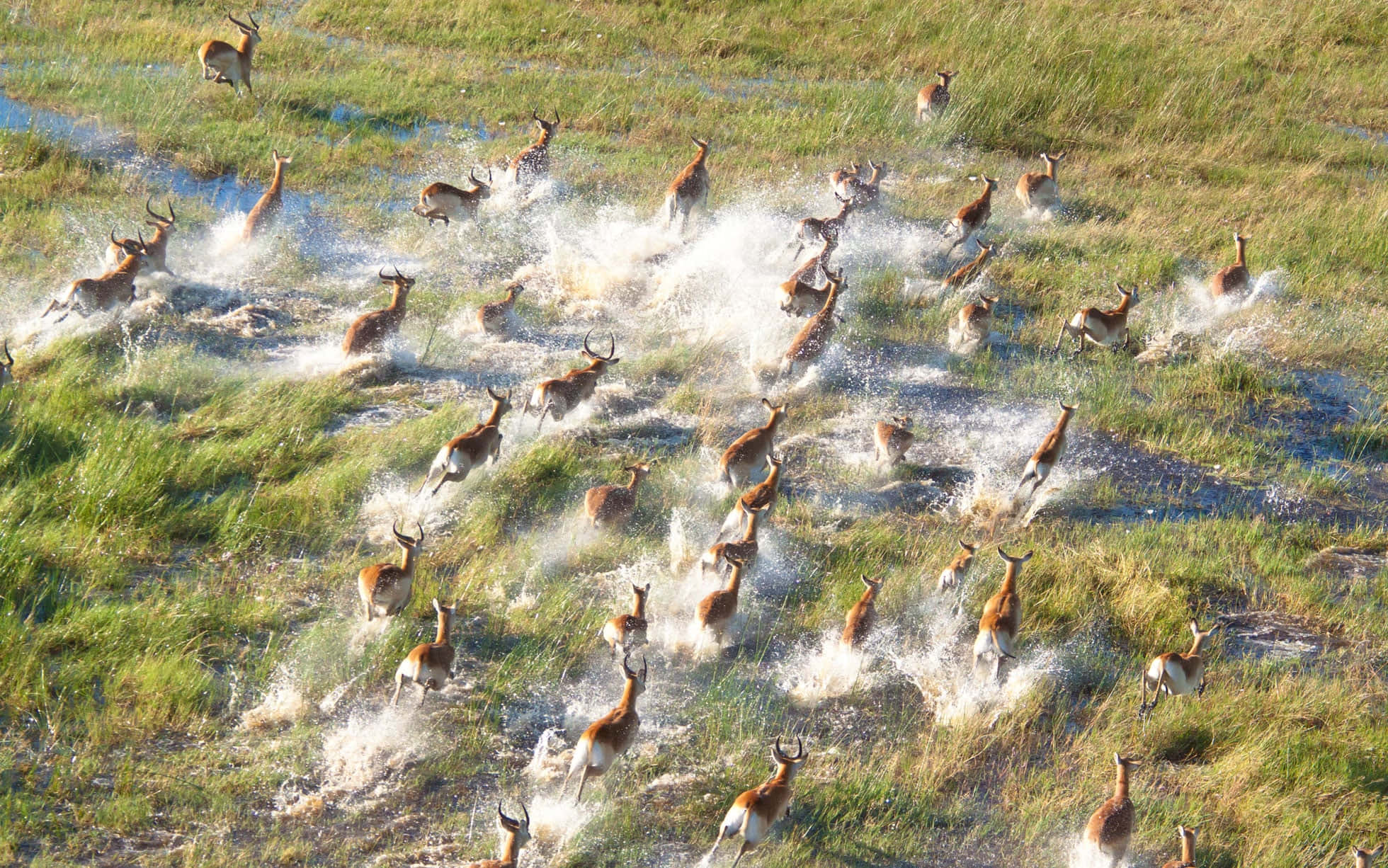 Antelopes Running In The Okavango Delta