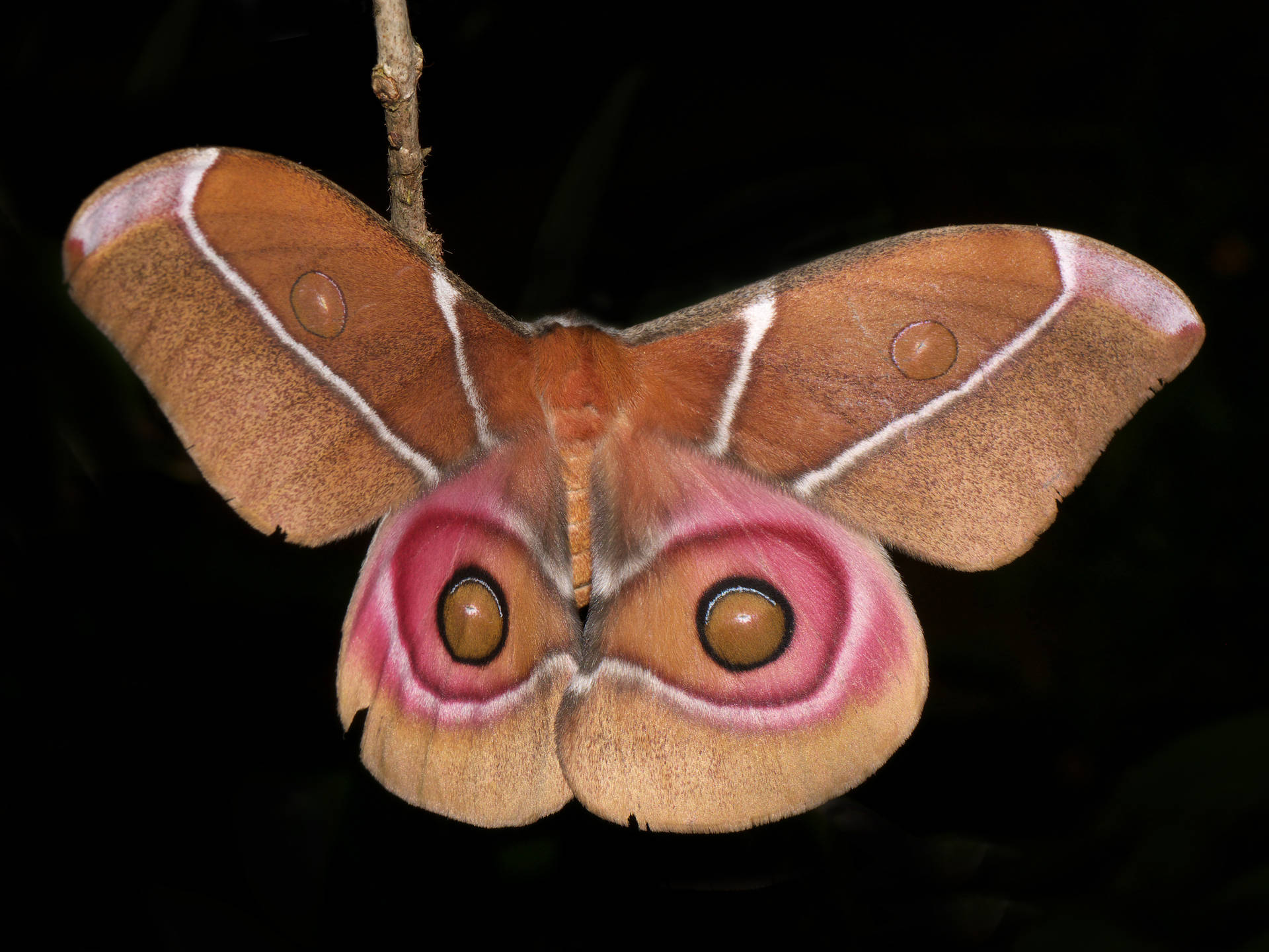 Antherina Suraka Silkmoth Colorful Insect Background