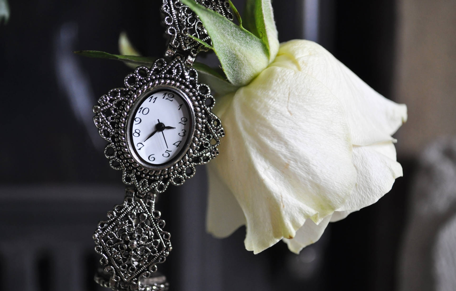 Antique Pocket Watch White Rose Background