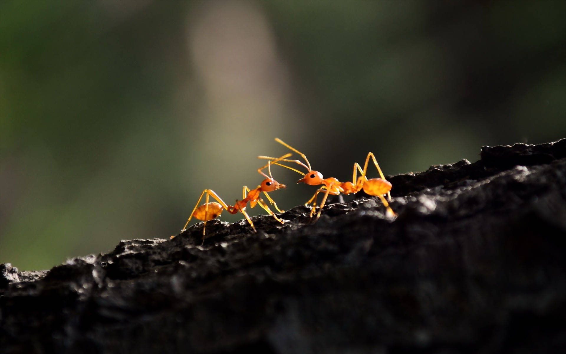 Ants Touching Background