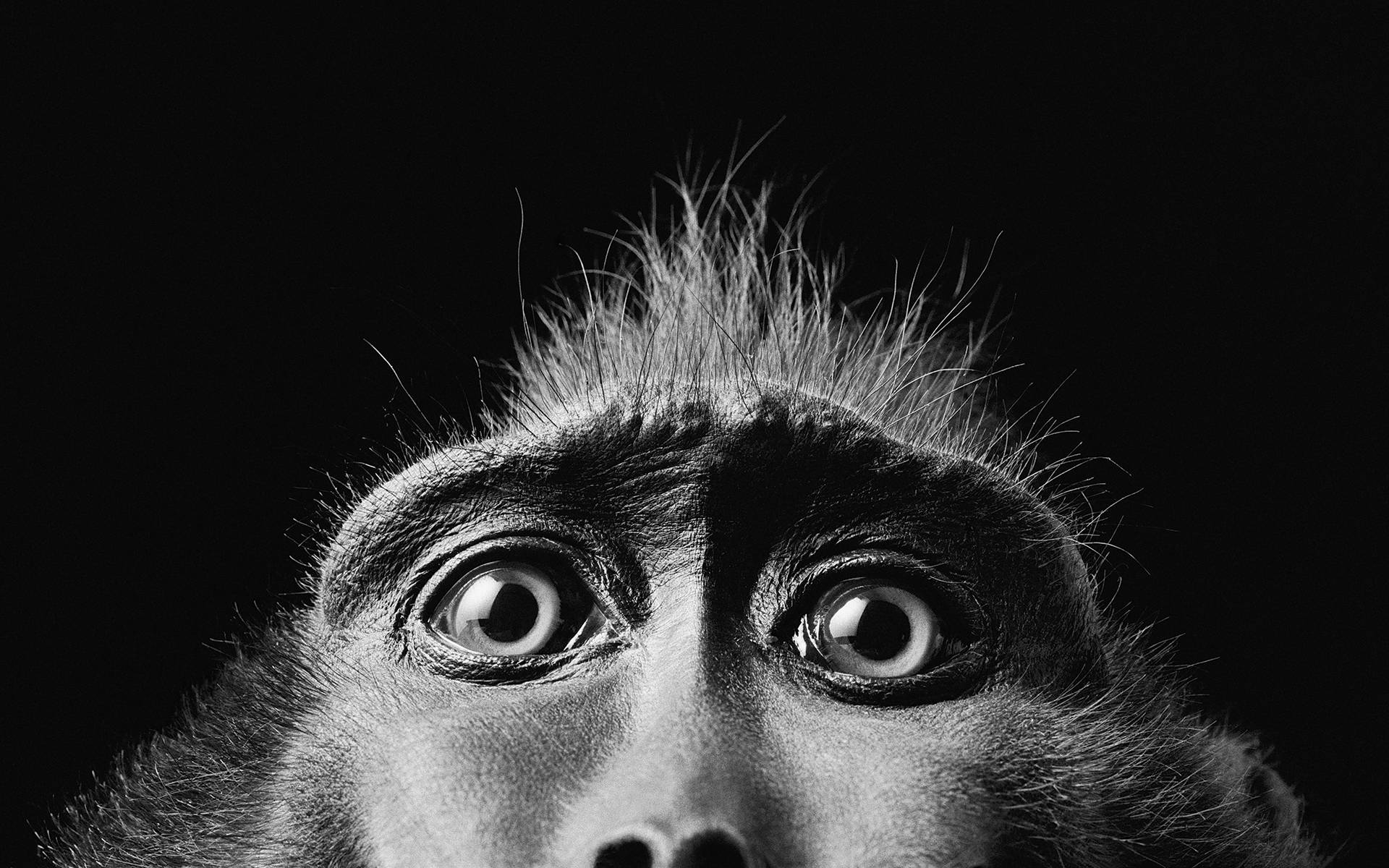 Anxious Eyes Of A Monkey Background