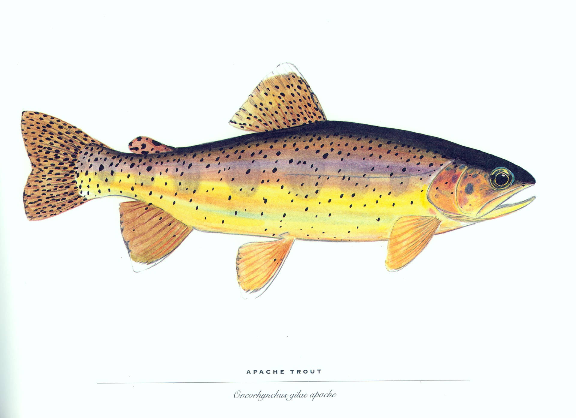 Apache Trout Fish