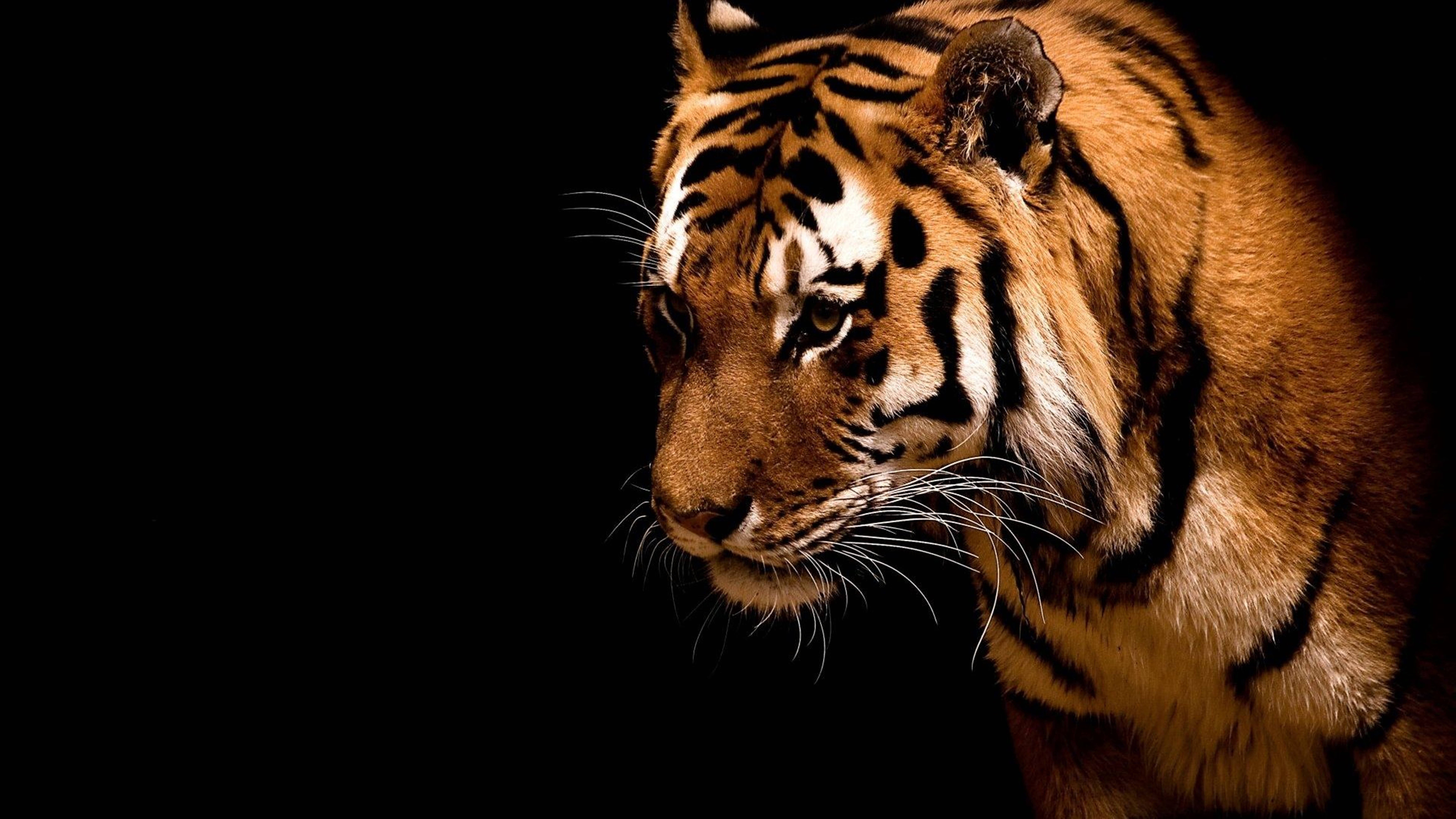 Apex Predator Animal 8k Tiger Uhd
