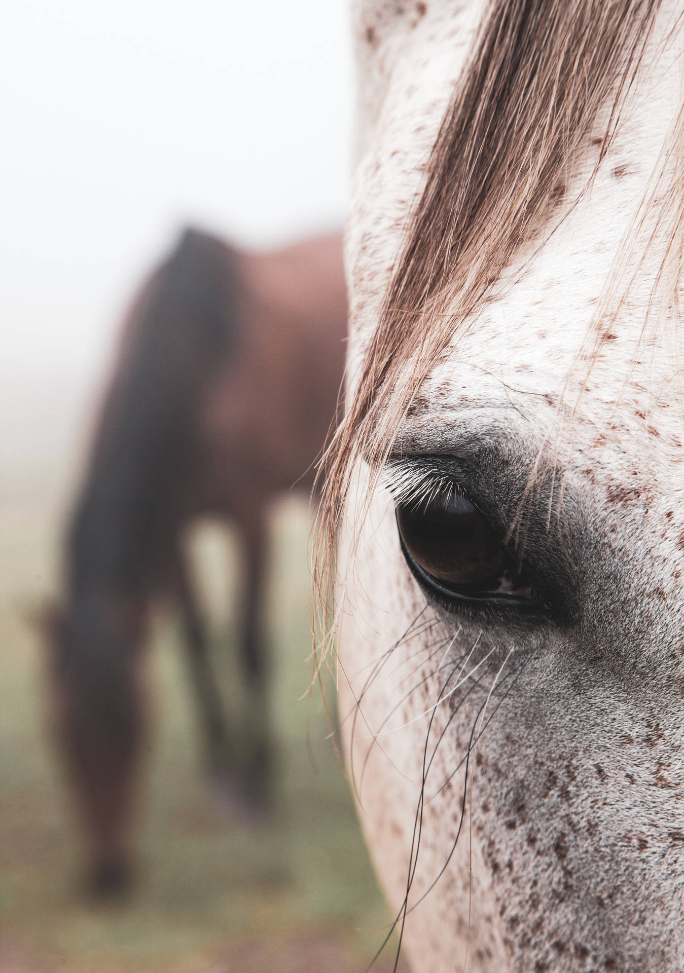 Appaloosa Horse's Eye Background