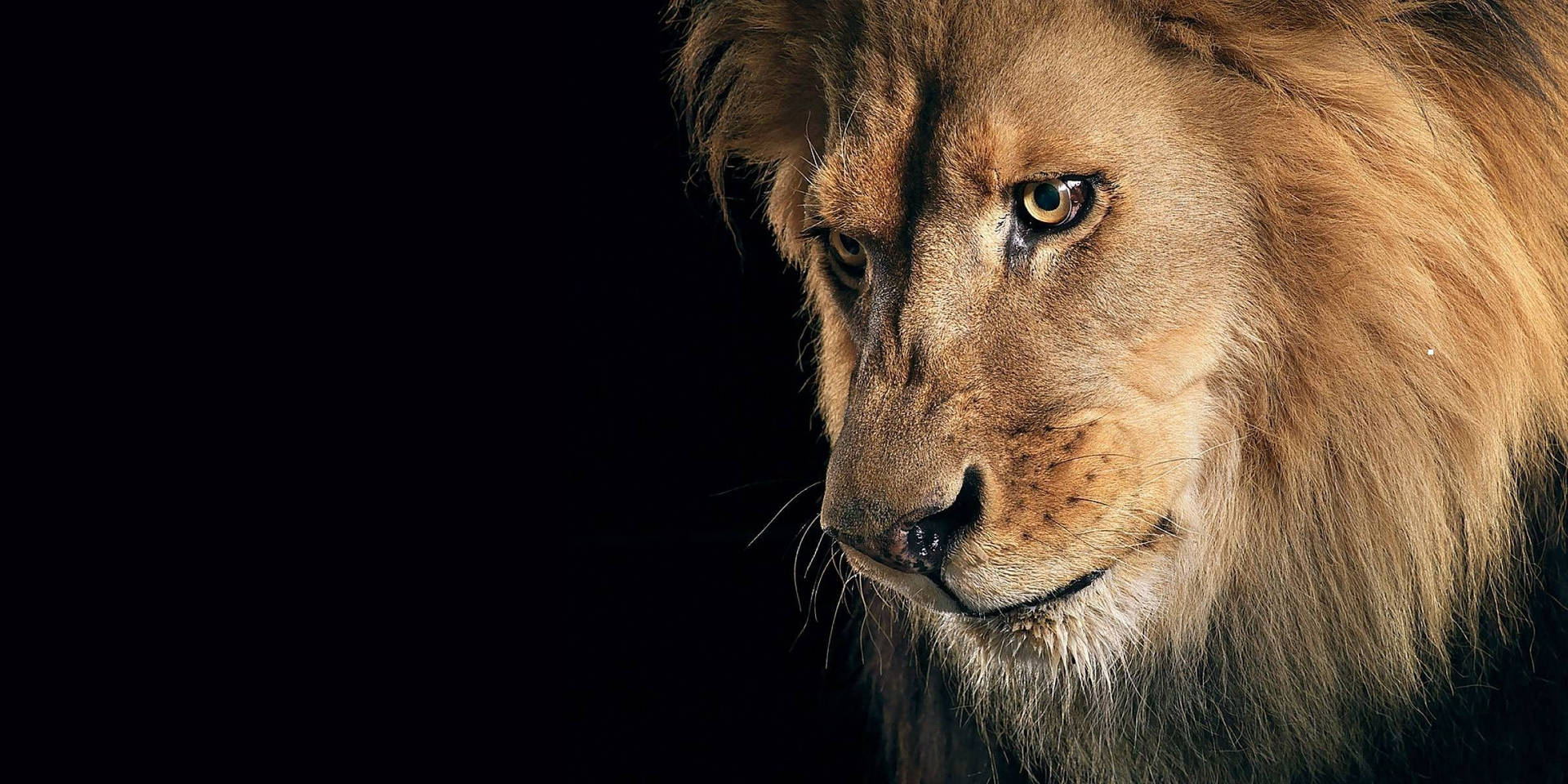 Appealing 3d Lion Background Background