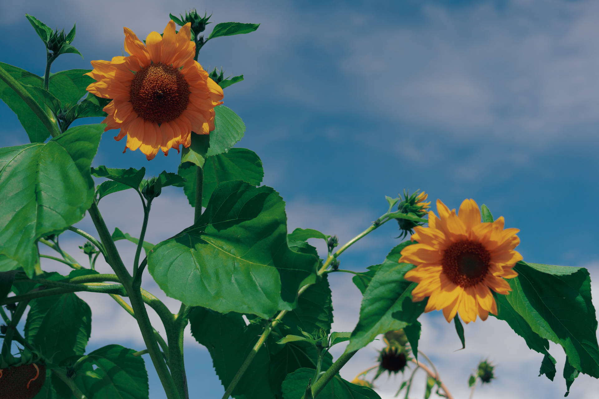 Appealing Sunflower Aesthetic Blossoms Background