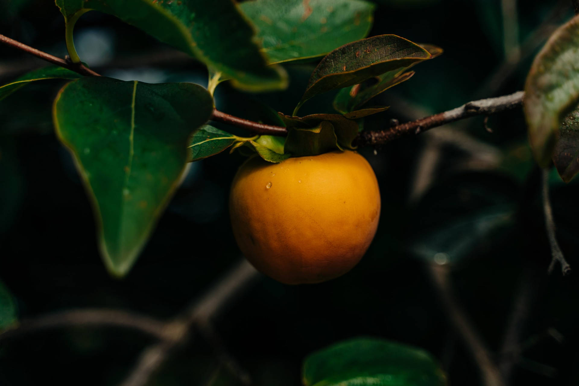 Appetizing Persimmon Background