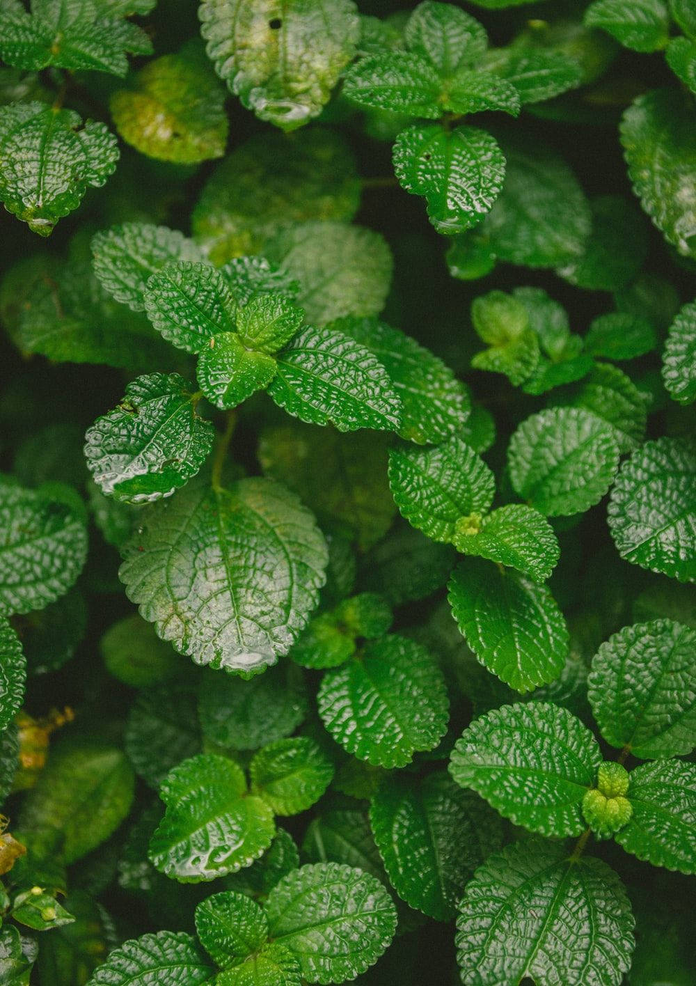 Apple Mint Leaves Background