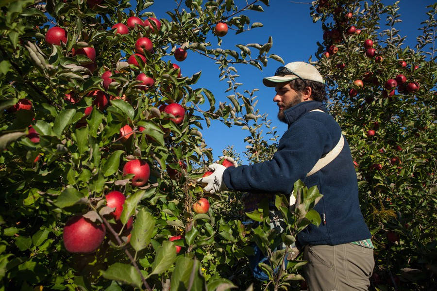 Apple Picking In Massachusetts