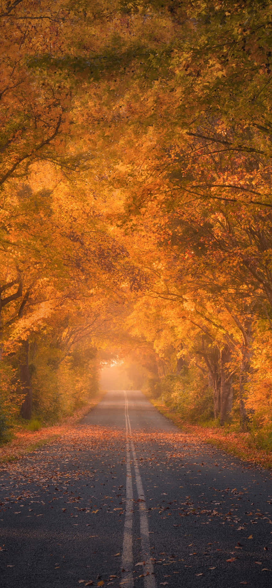 Appreciate Nature's Fall Foliage With An Iphone 6 Plus Background