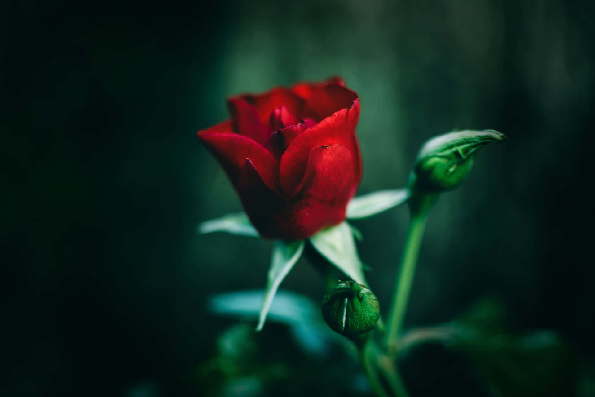 Appreciate The Beauty Of Life With A Red Rose.