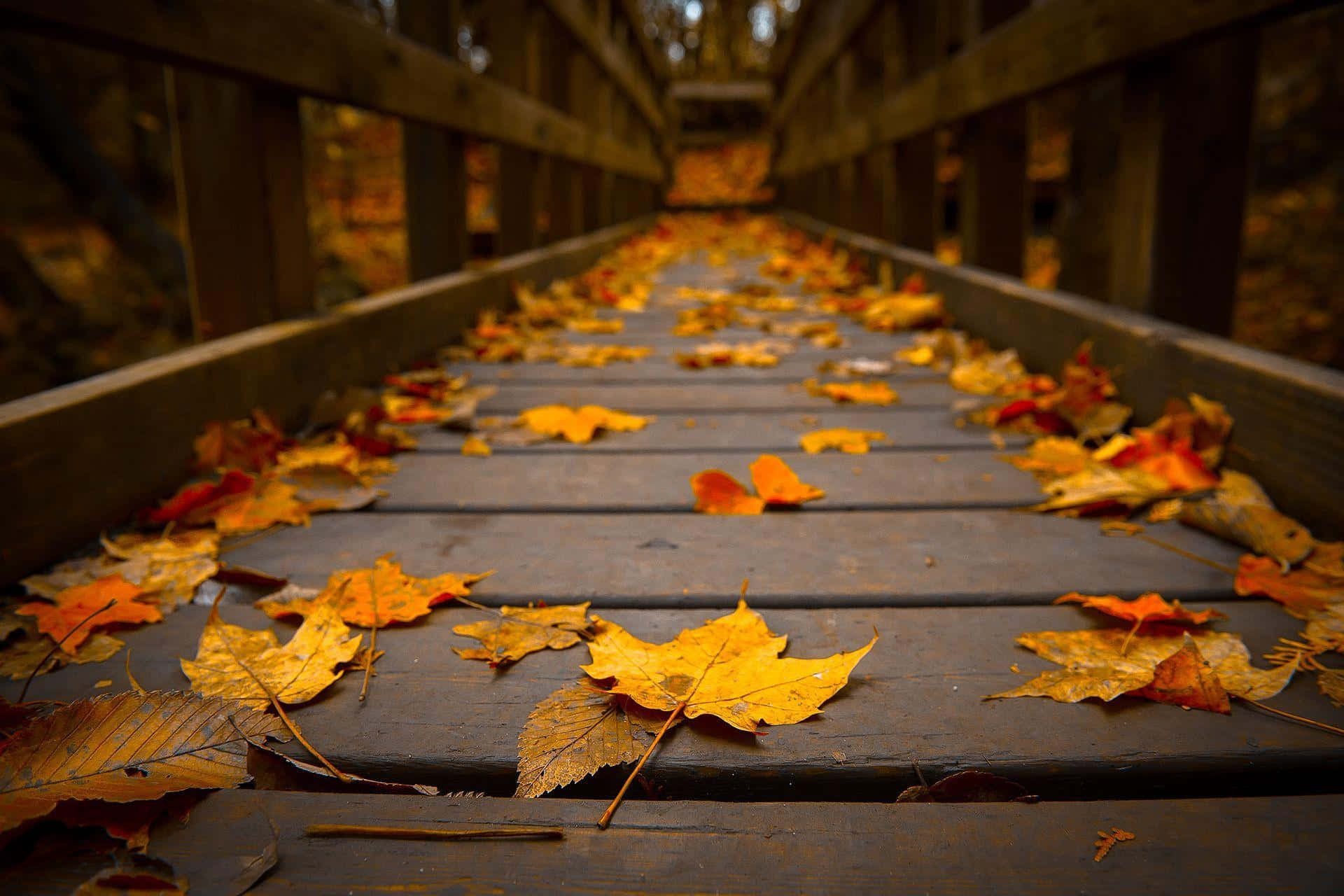 Appreciate The Beauty Of The Autumn Foliage. Background