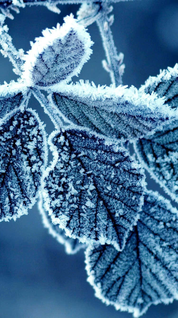 Appreciate The Beauty Of Winter Nature With An Iphone