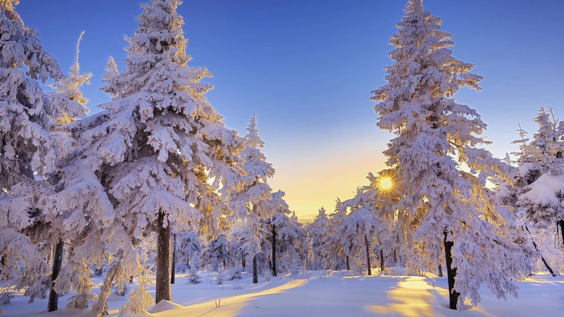 Appreciate The Beauty Of Winter With A Frosty Desktop Wallpaper Background