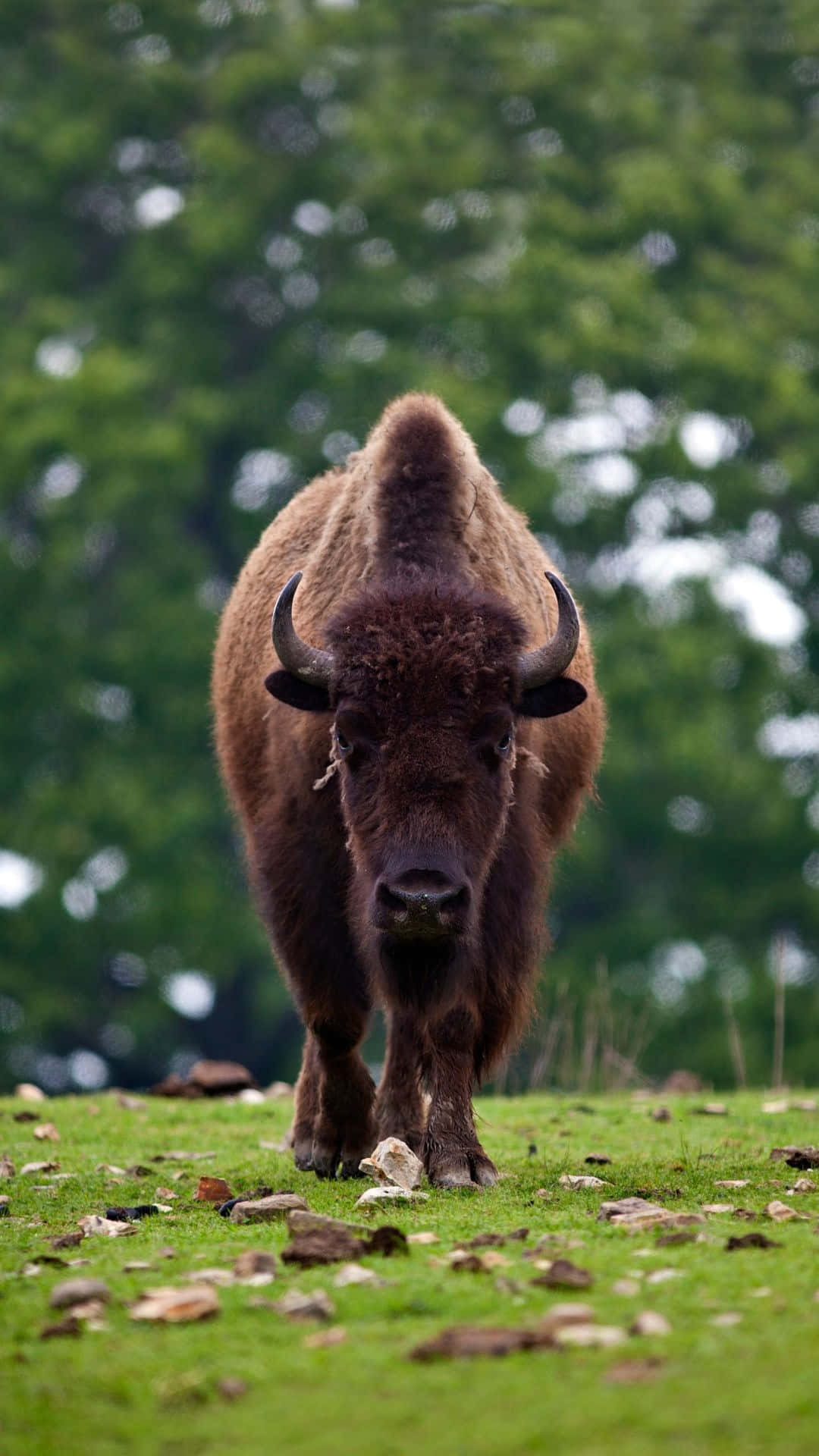 Approaching Bisonin Grassy Field Background