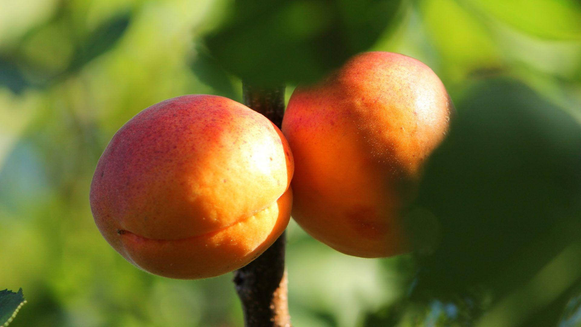 Apricot Fruits On Tree Background