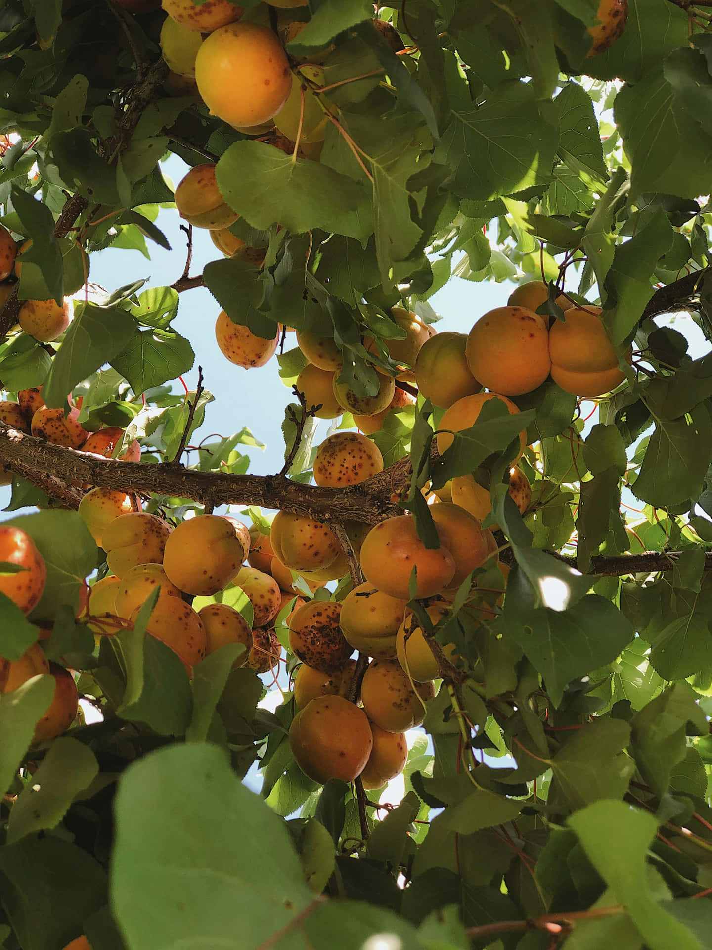 Apricot Tree Sunlit Fruits Background