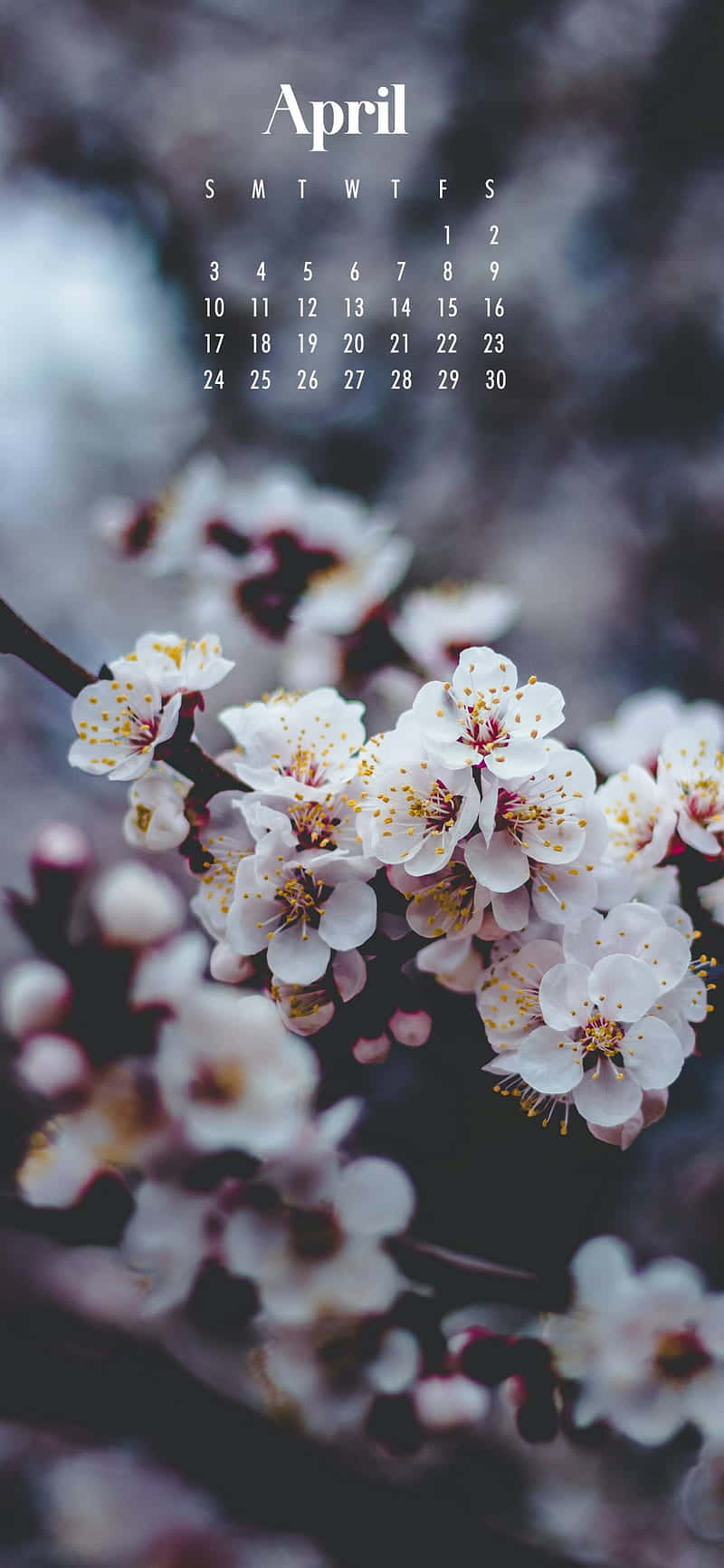 April Blossom Calendar Wallpaper Background