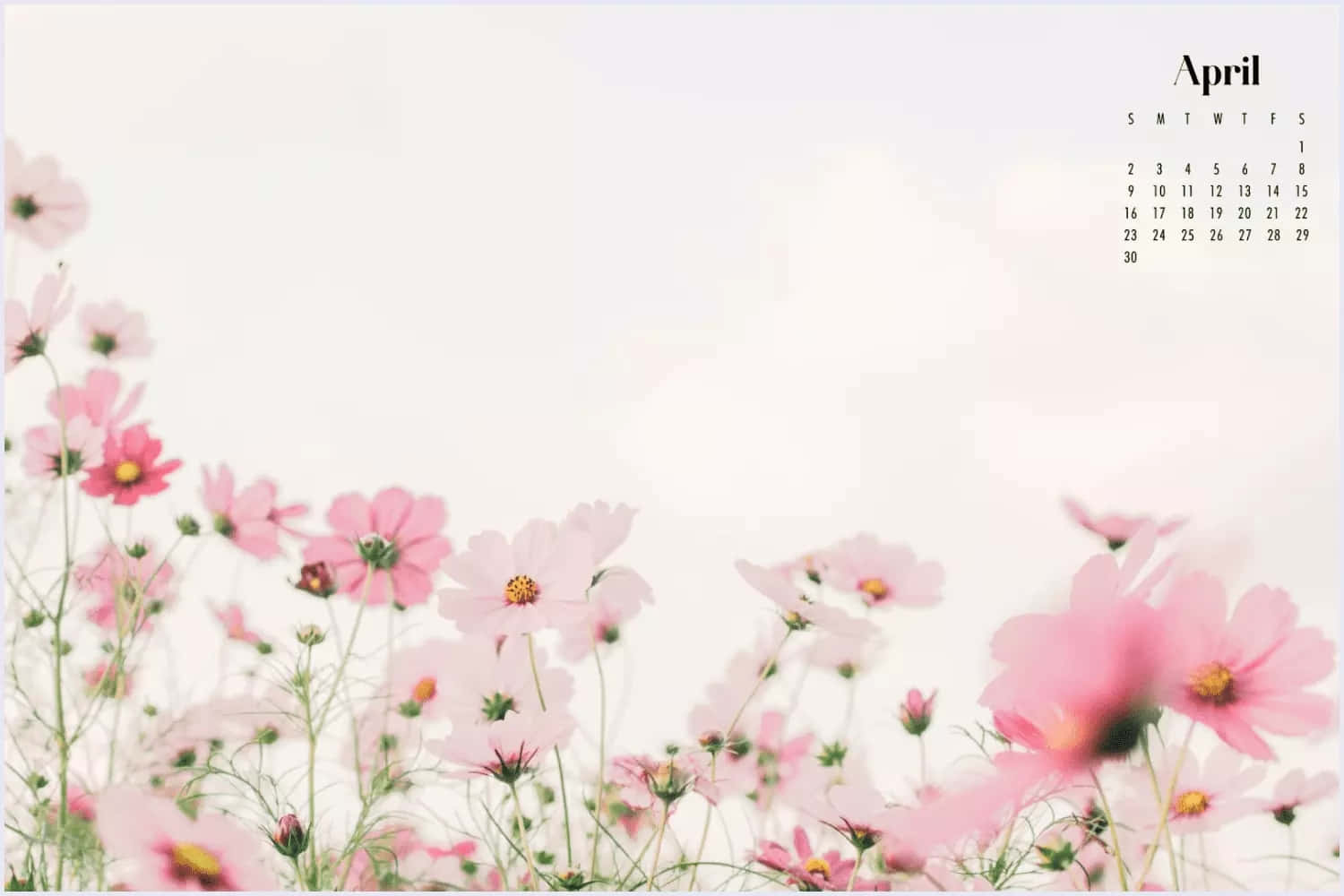 April Calendarwith Pink Flowers Background