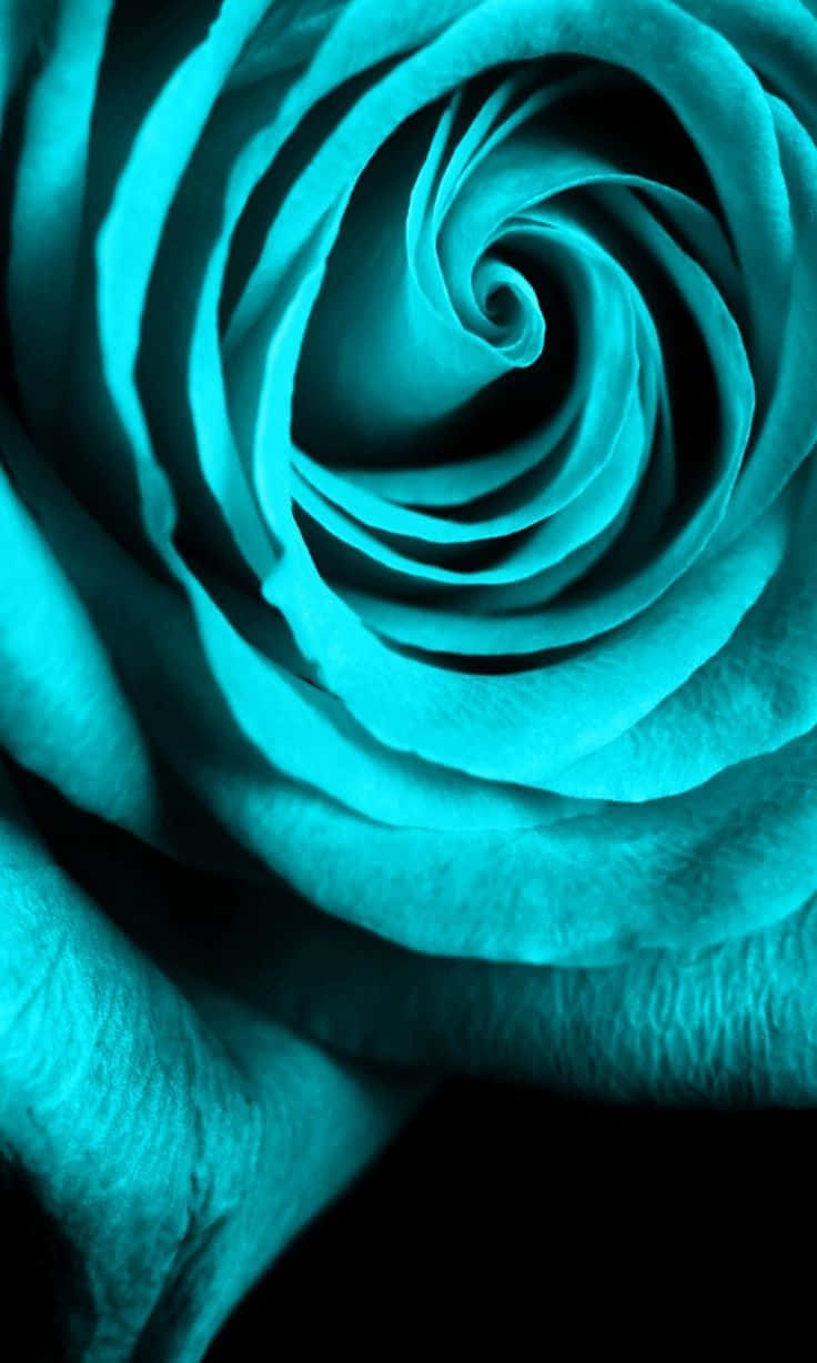Aqua Rose Close Up Background