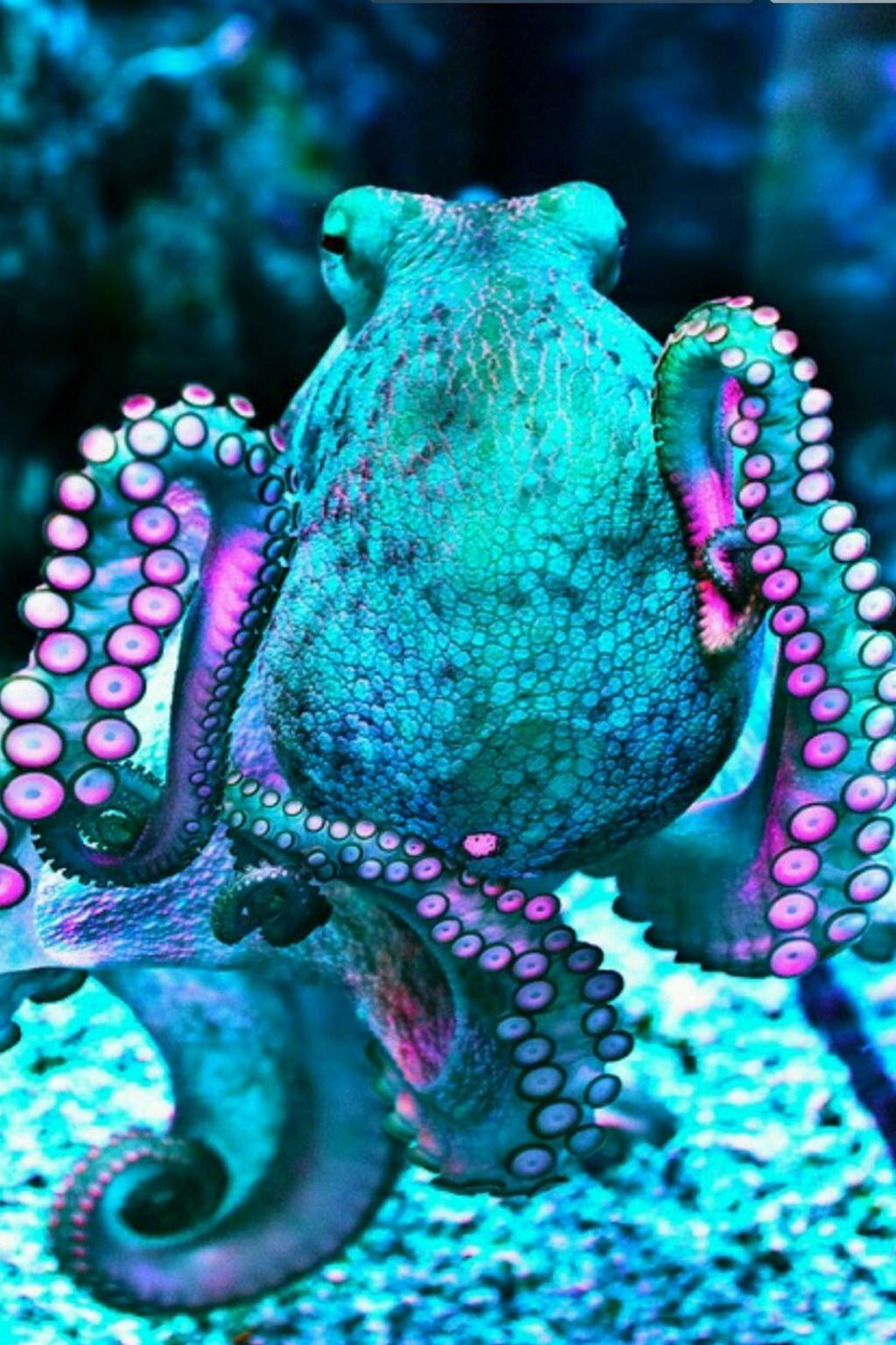 Aquamarine & Neon Violet Octopus