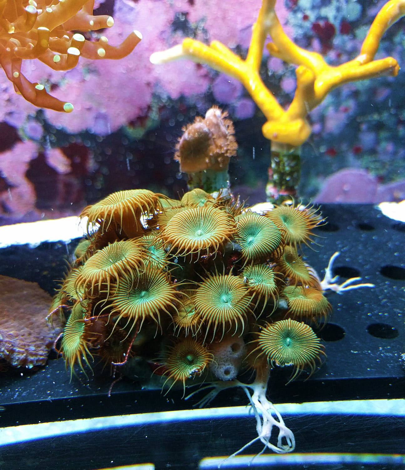 Aquarium Coral