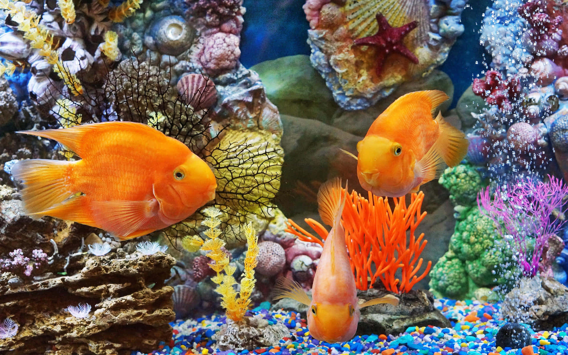 Aquarium Fish With Corals Desktop Background