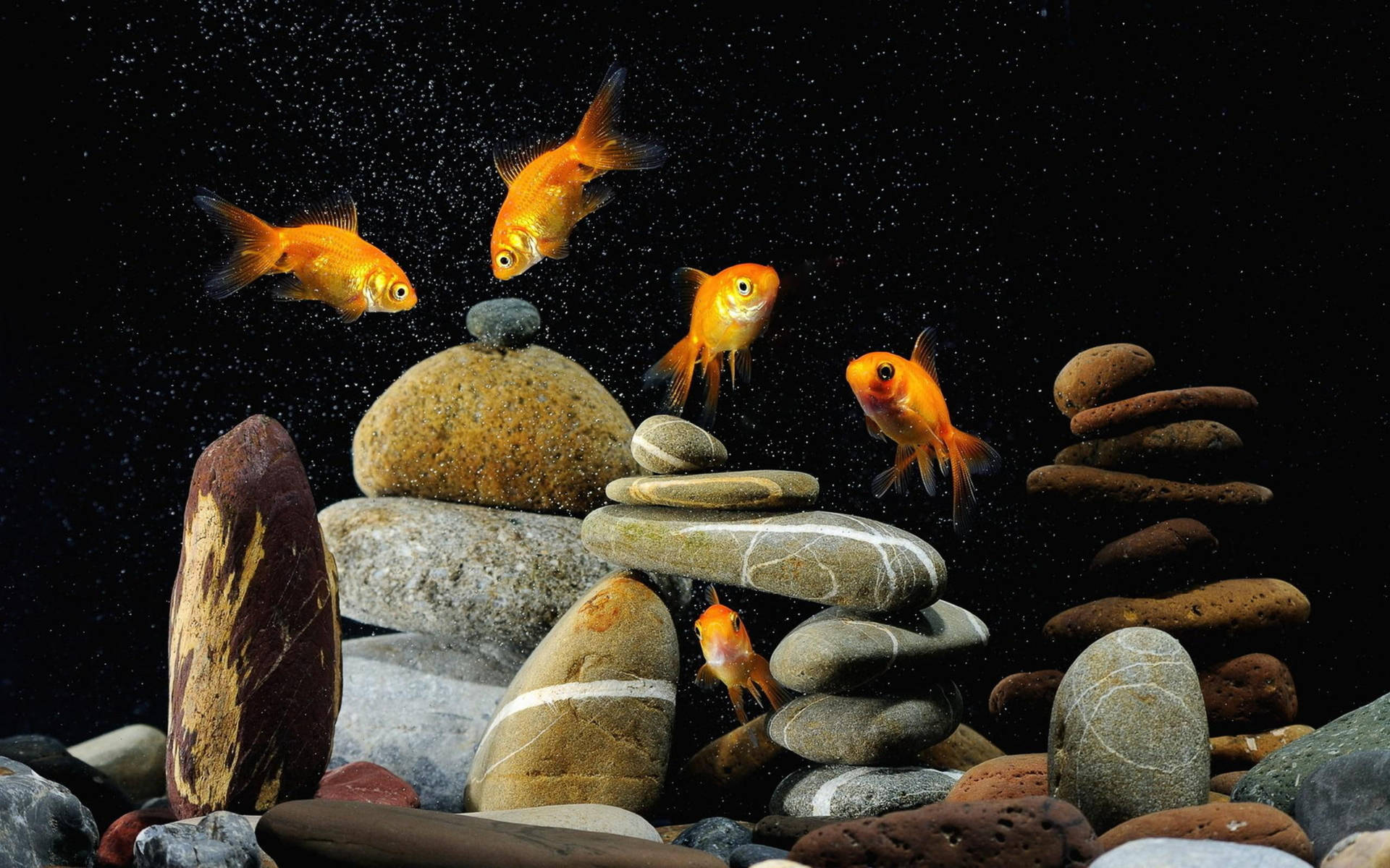 Aquarium Rocks And Goldfish Background